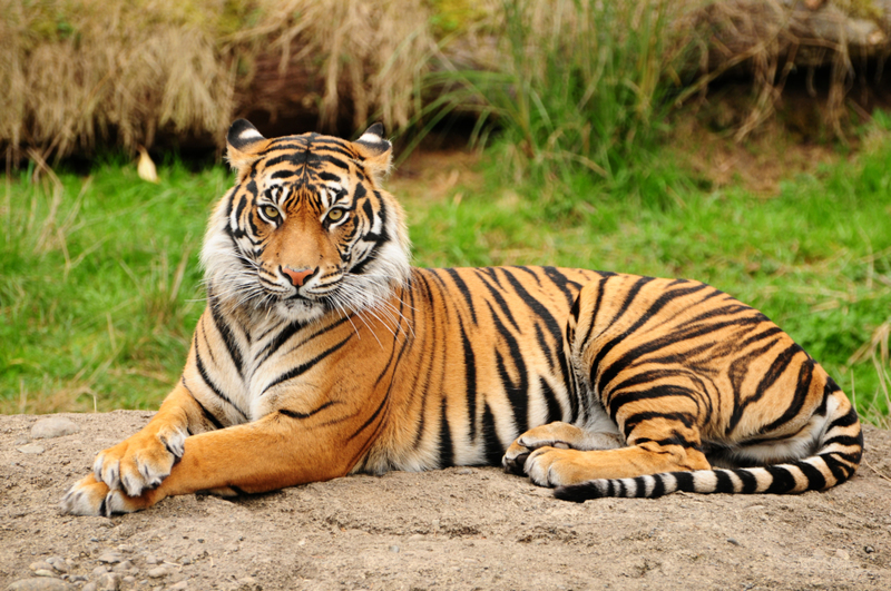 The Sundarbans Mangroves Are Home to Bengal Tigers | Shutterstock