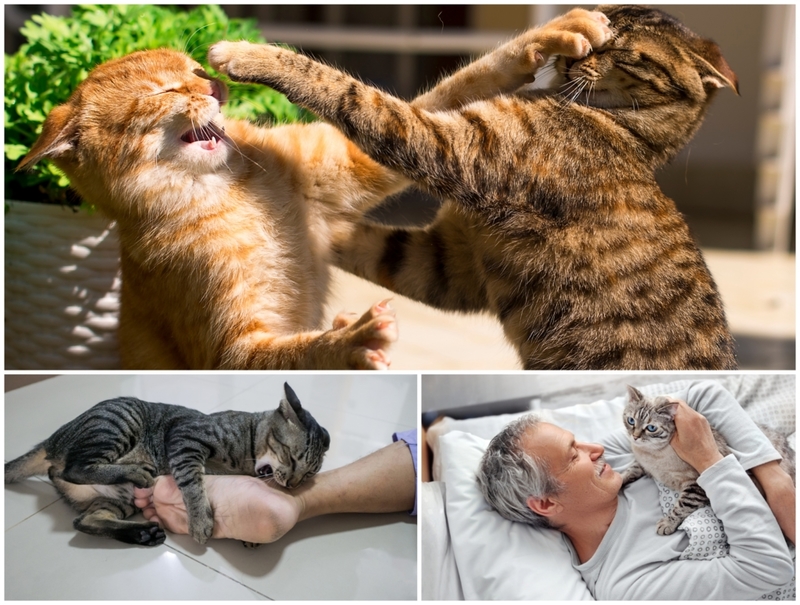 Explicación de los curiosos comportamientos de los gatos | Shutterstock