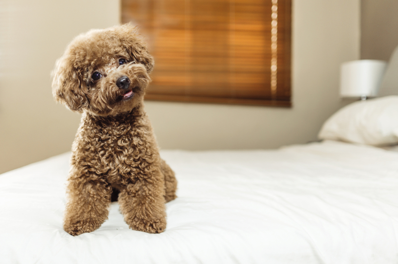 Toy Poodle | Shutterstock Photo by Lim Tiaw Leong