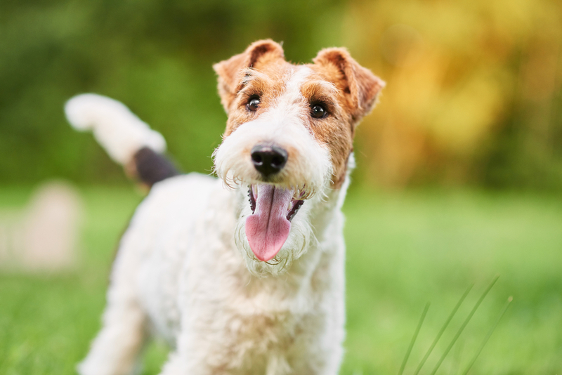 Wire Fox Terrier | Shutterstock Photo by Serhii Bobyk