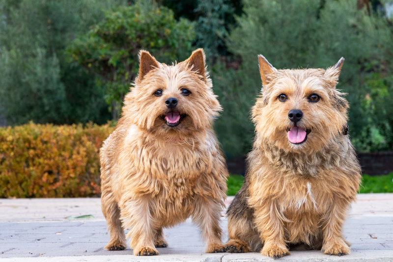 Norwich Terrier | Shutterstock Photo by Steve Bruckmann