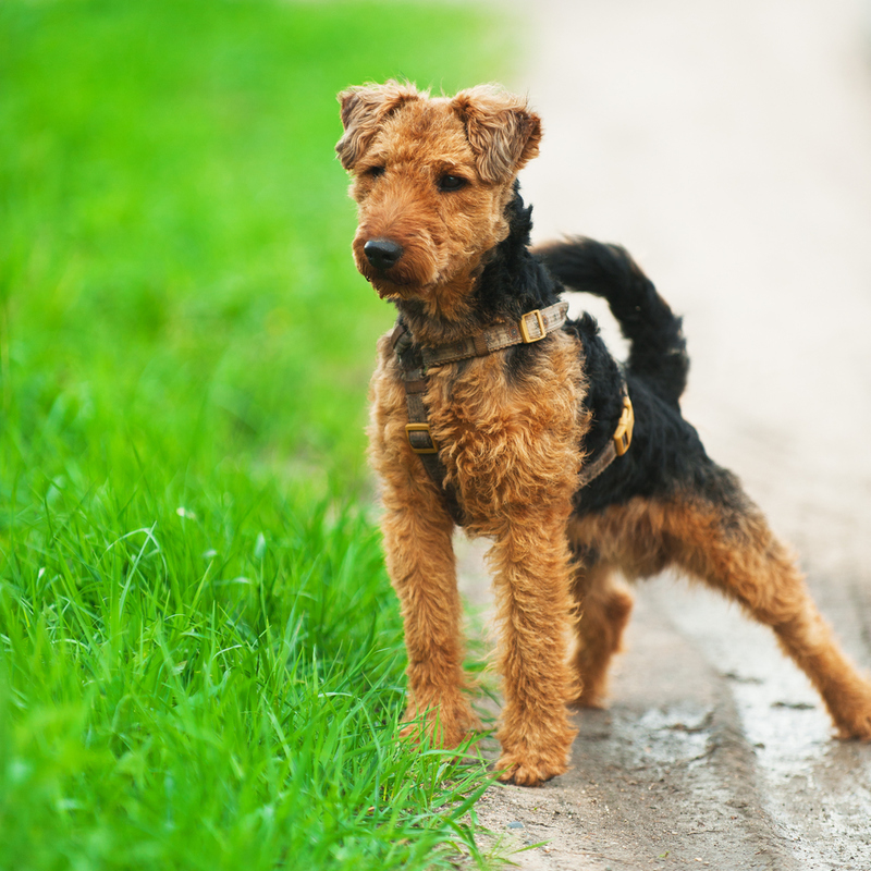 Welsh Terrier | Shutterstock Photo by BestPhotoStudio