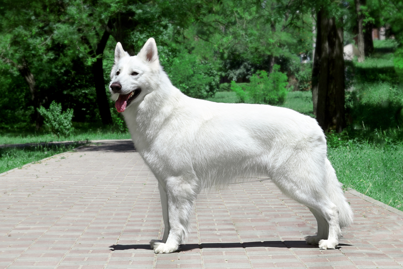 Weißer Schweizer Schäferhund | Shutterstock