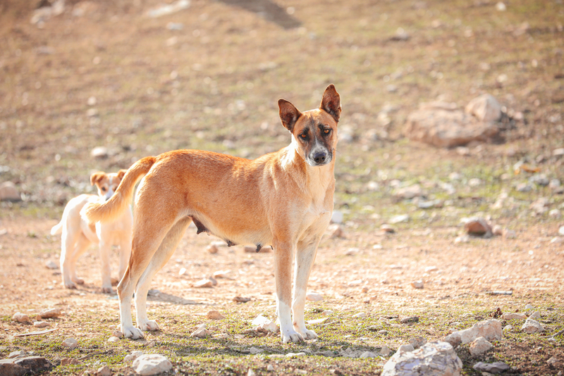 Kanaan-Hunde | Shutterstock