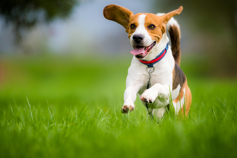 Beagles | Shutterstock