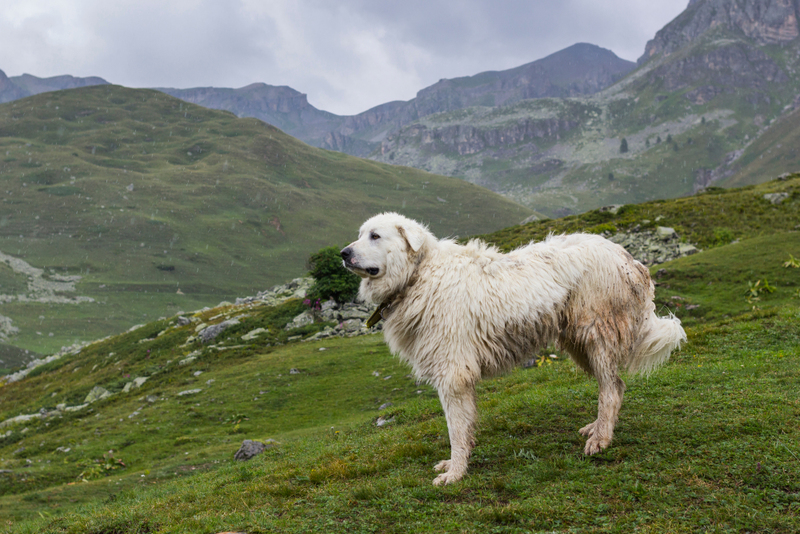 Der Große Pyrenäenberghund | Shutterstock