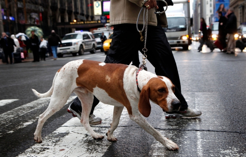 Amerikanischer Englisch Coonhound | Alamy Stock Photo