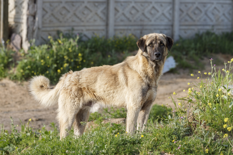 Anatolischer Hirtenhund | Shutterstock