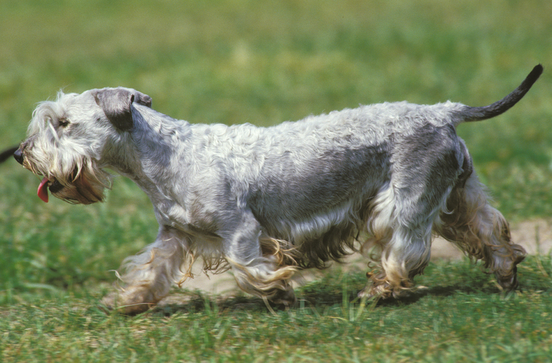 Cesky Terrier | Alamy Stock Photo
