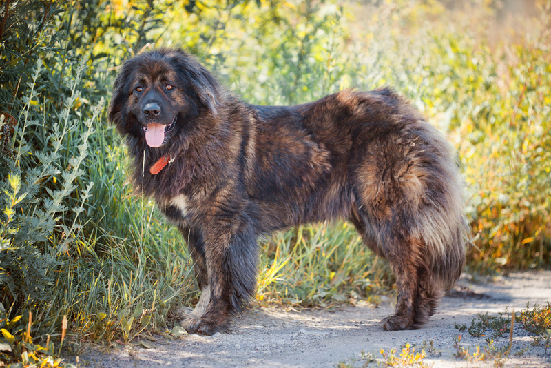 Kaukasischer Schäferhund | Shutterstock