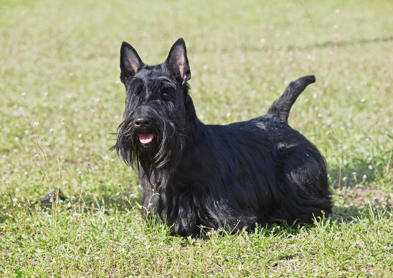 Scottish Terrier | Shutterstock