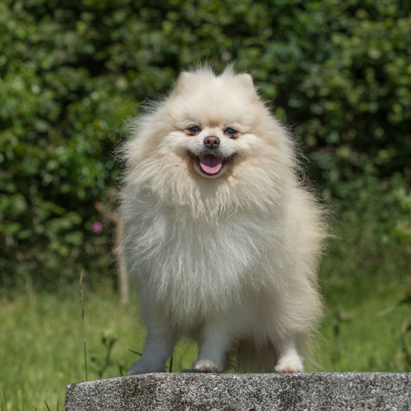 Pomeranian | Alamy Stock Photo