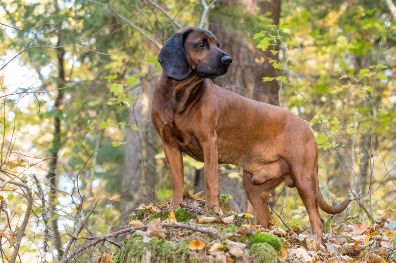 Bayerischer Gebirgsschweißhund | Shutterstock