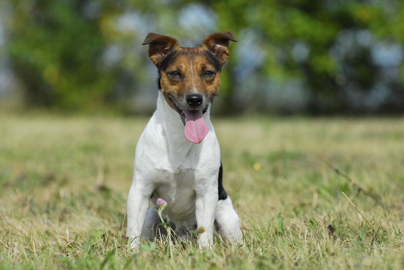 Jack Russell Terrier | Alamy Stock Photo