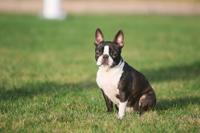 Boston Terrier | Shutterstock