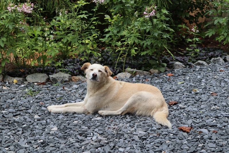 Atlas Berghund | Alamy Stock Photo