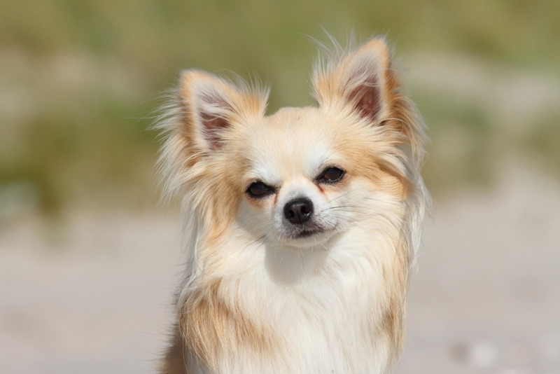 Chihuahua | Alamy Stock Photo