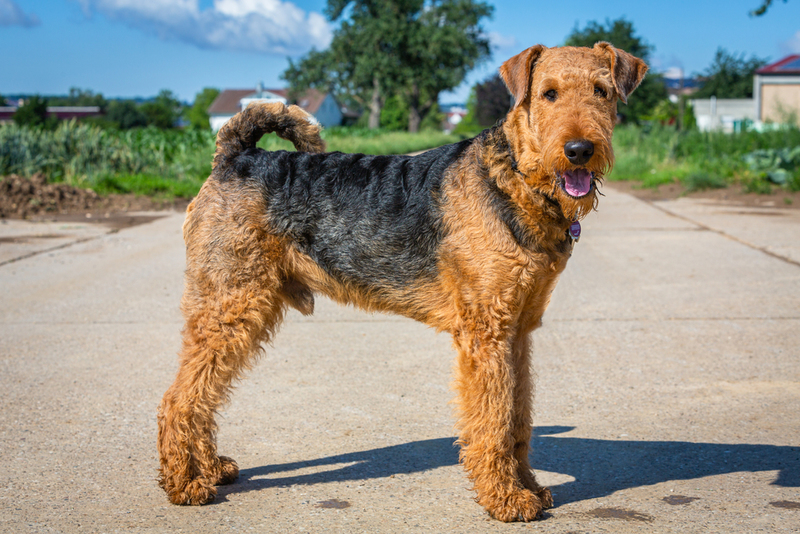 Airedale Terrier | Shutterstock