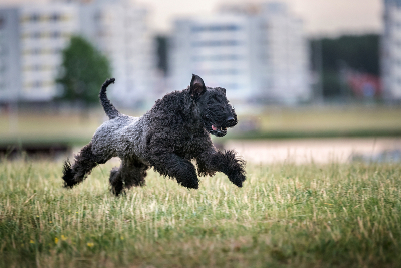 Kerry Blue Terrier | Shutterstock