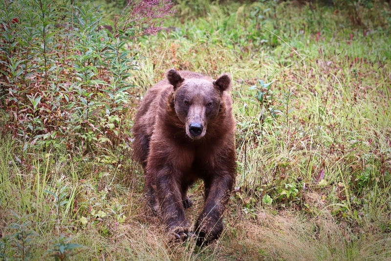 Achtung, Achtung! Der Bär läuft auf uns zu! | Amelia Martin/Shutterstock