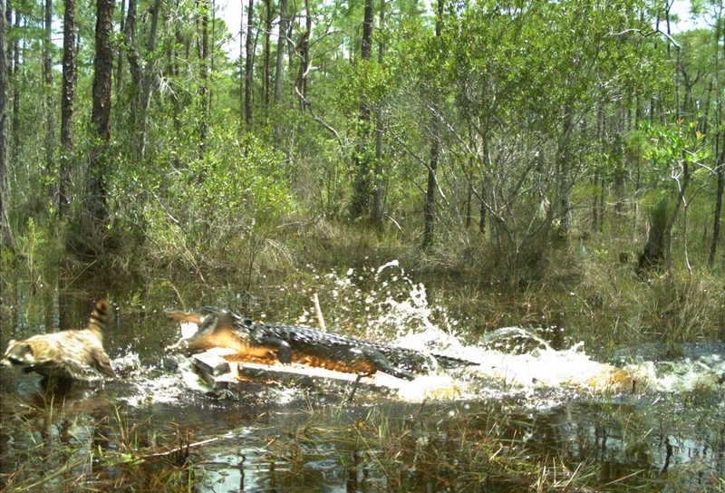 Alligator gegen Waschbär | Flickr Photo by Florida Fish and Wildlife