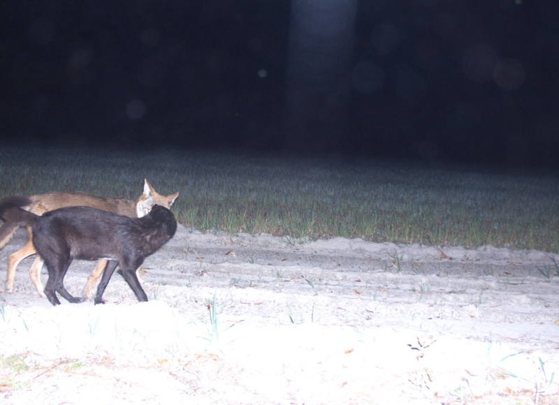 Ein Kojotenpärchen | Flickr Photo by Florida Fish and Wildlife