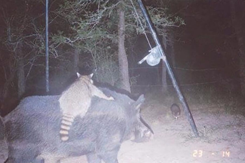 Waschbär reitet ein wildes Schwein | Reddit.com/jajison