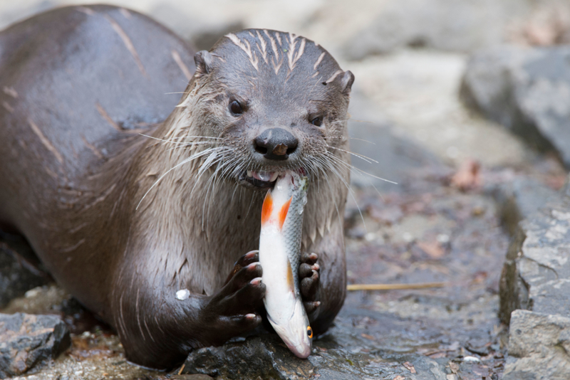 Otter-Snack | Alamy Stock Photo by imageBROKER.com GmbH & Co. KG/Marcus Siebert