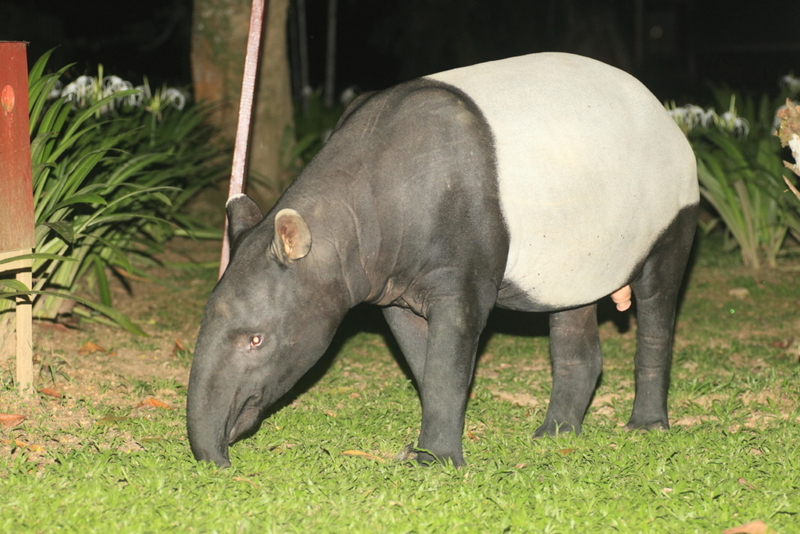 Hey, schaut mal, ein Tapir! | Alamy Stock Photo by Nobuo Matsumura