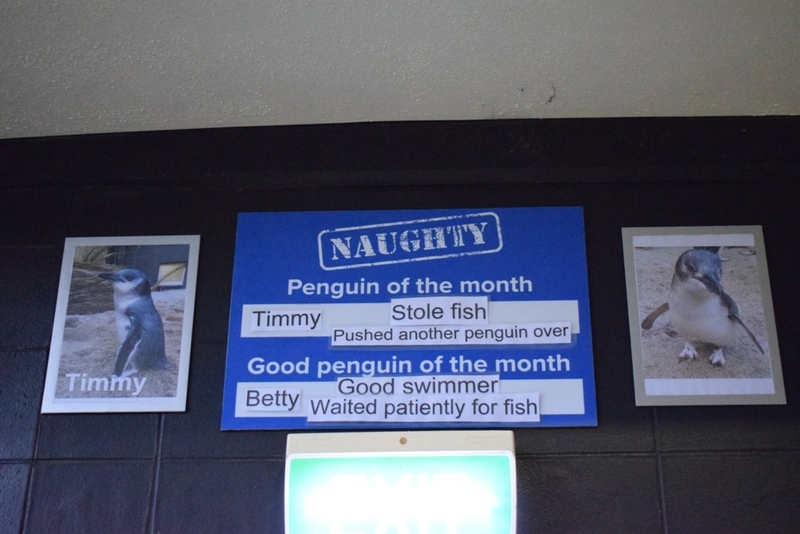 Wer war diesen Monat ein guter Pinguin? | Facebook/@NationalAquariumNZ