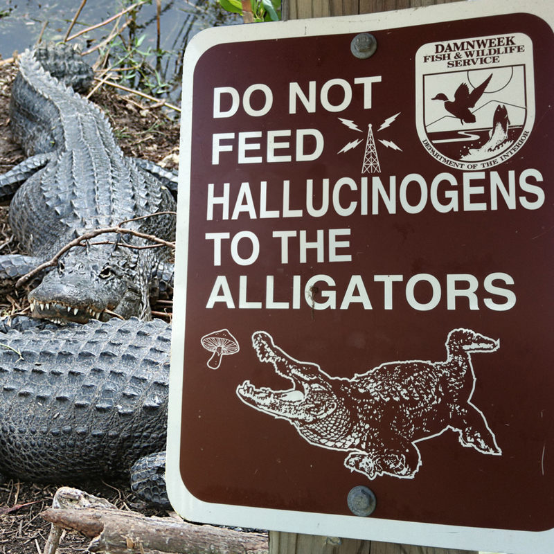 Bitte keine Alligatoren mit berauschenden Substanzen füttern | Imgur.com/0a3USLO