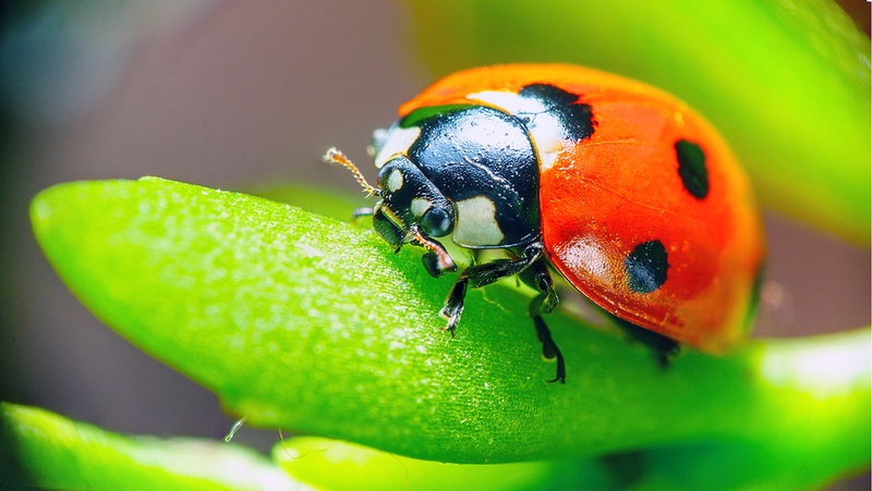 Think Again Next Time You Plan to Swat These Insect to Death | Shutterstock