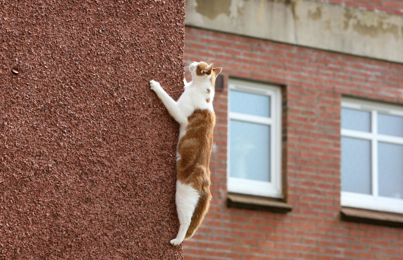 Katzen im Höhenflug | Alamy Stock Photo by Andrew Milligan/PA Images 