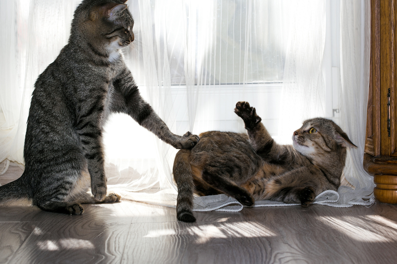 Katzen, die gerne das Sagen haben | Shutterstock Photo by Larisa Lo