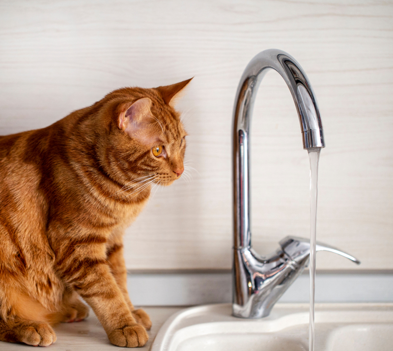 Wasser ist für viele Katzen ein No-Go | Shutterstock Photo by NadyGinzburg
