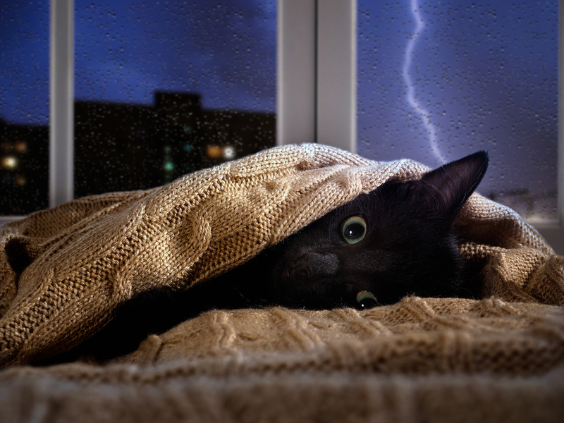 Panik vor Blitz und Donner | Shutterstock Photo by Irina Kozorog