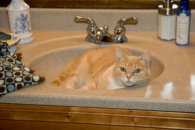 Katzen folgen Ihnen sogar auf die Toilette | Alamy Stock Photo by Richard Mittleman/Gon2Foto 