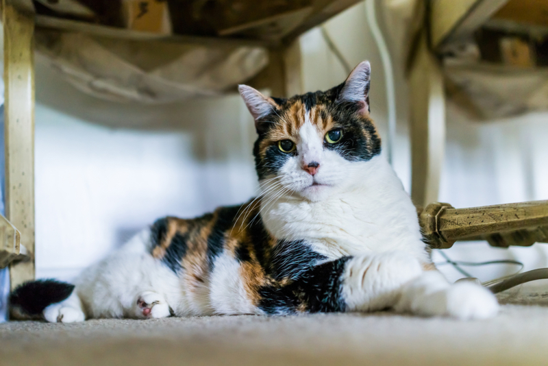 Das Auge der Katze | Getty Images Photo by krblokhin