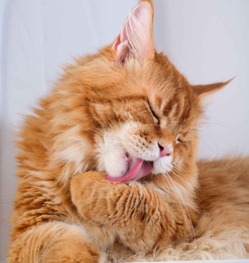 Katzen lieben es, ihr Fell zu pflegen | Alamy Stock Photo by Stepan Popov