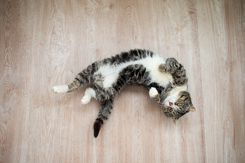 Sich auf dem Boden wälzen | Shutterstock Photo by Alex Zotov