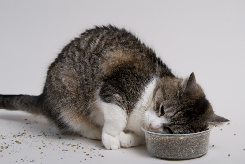 Das Verlangen nach Katzenminze | Getty Images Photo by Travis Lawton