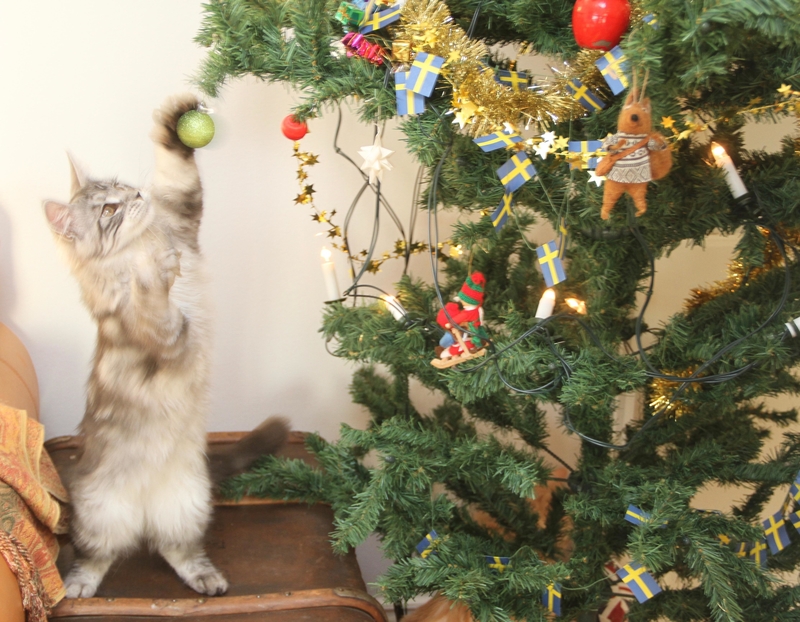 Katzen und Weihnachten | Alamy Stock Photo by Magdalena Kvarning