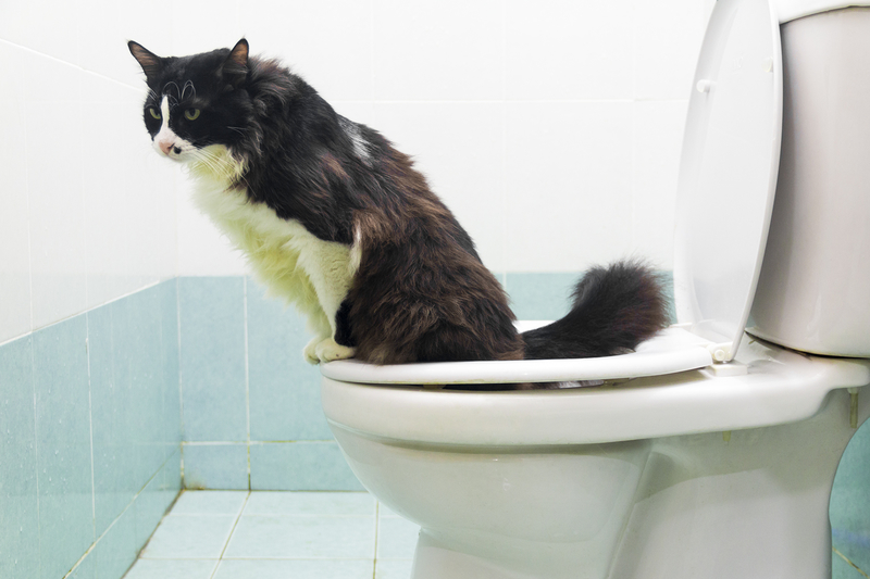 Katzen zeigen nachahmendes Verhalten | Getty Images Photo by adamdowdee282