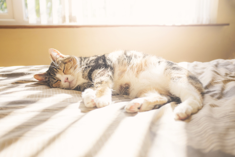 Katzen sind Sonnenanbeter | Getty Images Photo by Catherine MacBride