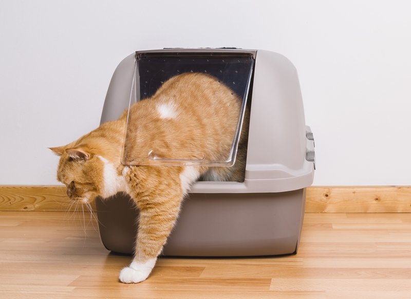 Nach der Benutzung der Katzentoilette loslaufen | Shutterstock Photo by r.classen
