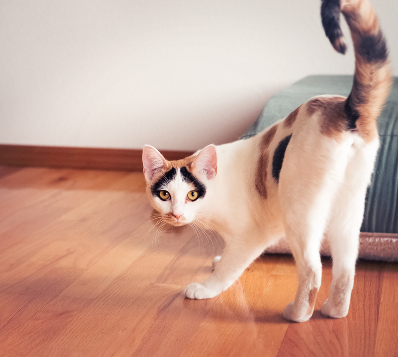 Katzen zeigen gern ihr Hinterteil | Getty Images Photo by debibishop