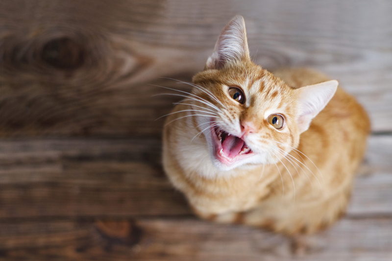 Das Geheule einer Katze | Shutterstock Photo by savitskaya iryna