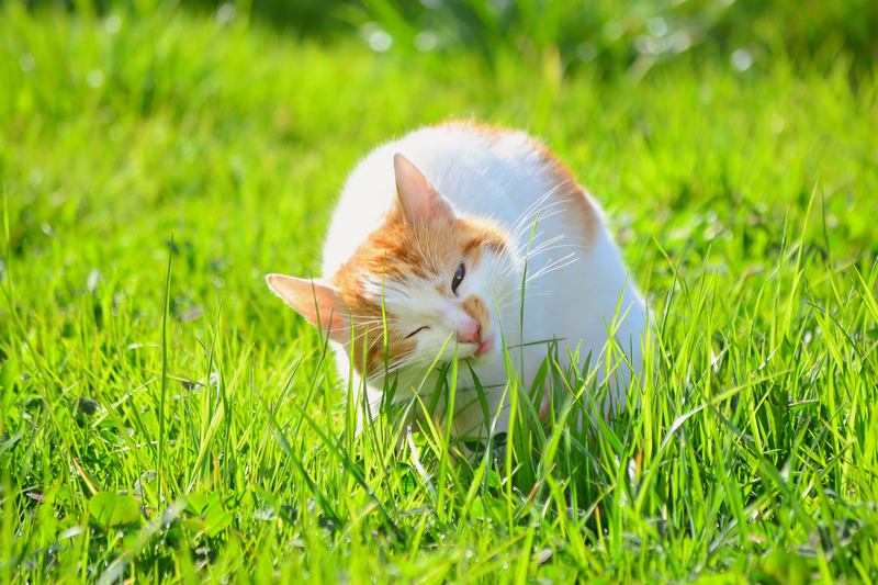 Katzen lieben Gärten | Shutterstock Photo by George Popa