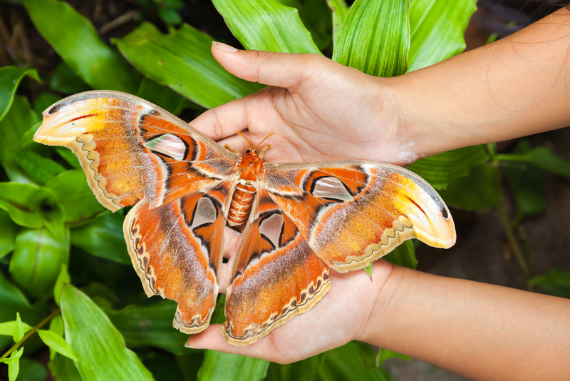 La mariposa más grande del mundo es una dama | Shutterstock