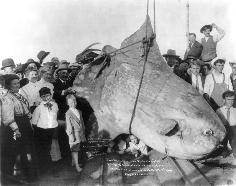 El pez más grande del planeta: pez luna | Alamy Stock Photo